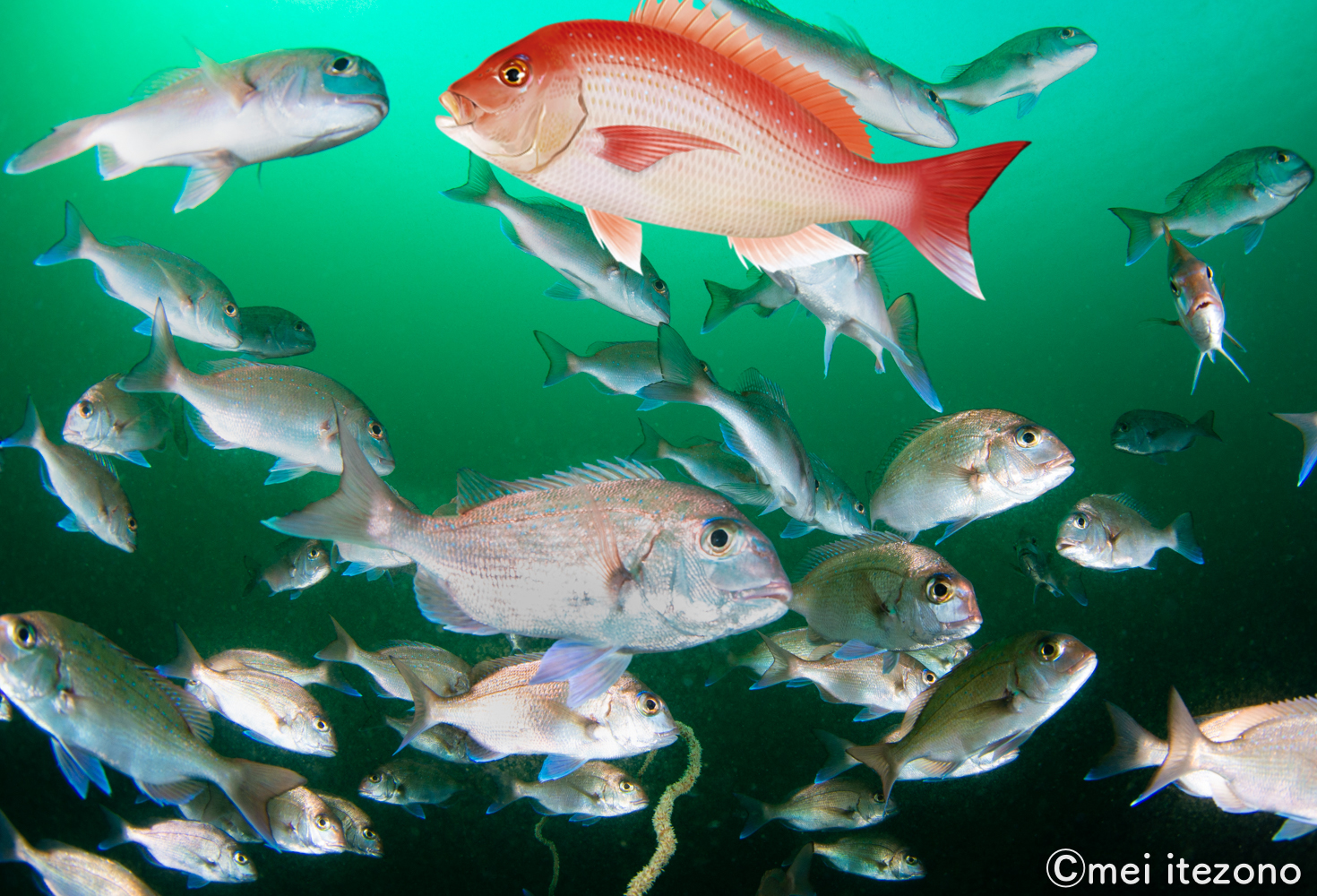 北様　専用　オリジナル　SPECIAL　２本